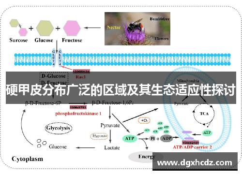 硬甲皮分布广泛的区域及其生态适应性探讨